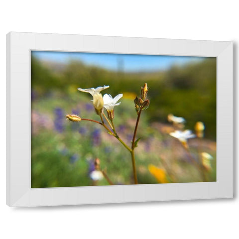 Wildflower V White Modern Wood Framed Art Print by Popcorn