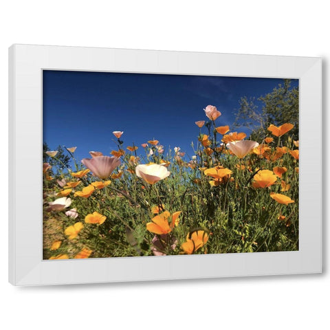 Wildflower X White Modern Wood Framed Art Print by Popcorn