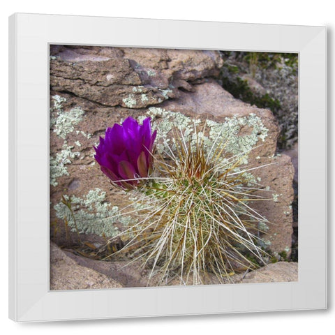 Hedgehog and Lichen White Modern Wood Framed Art Print by Popcorn
