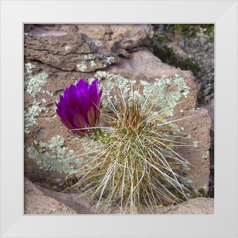 Hedgehog and Lichen White Modern Wood Framed Art Print by Popcorn