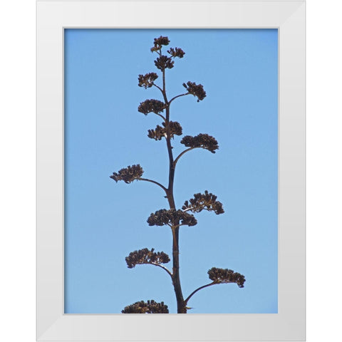 Century Plant III White Modern Wood Framed Art Print by Popcorn