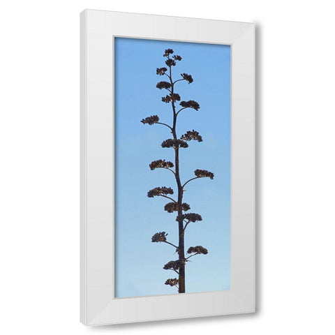 Century Plant IV White Modern Wood Framed Art Print by Popcorn