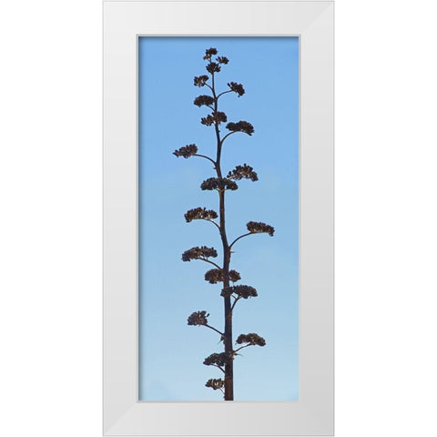 Century Plant IV White Modern Wood Framed Art Print by Popcorn