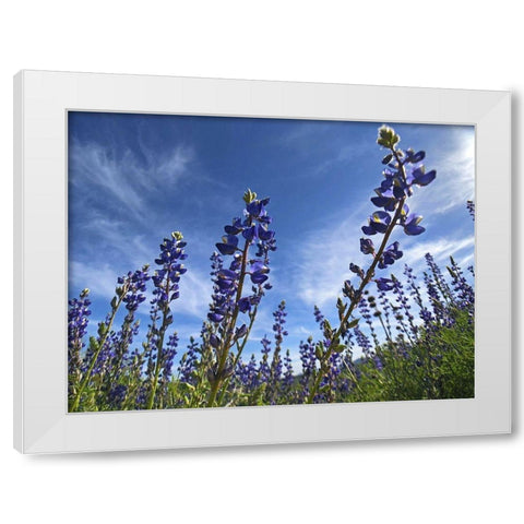 Wildflowers XI, Lupine White Modern Wood Framed Art Print by Popcorn