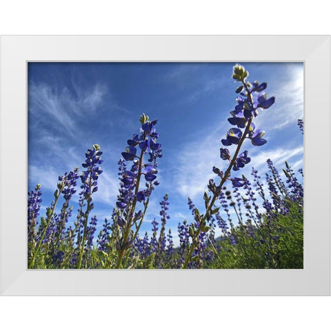 Wildflowers XI, Lupine White Modern Wood Framed Art Print by Popcorn