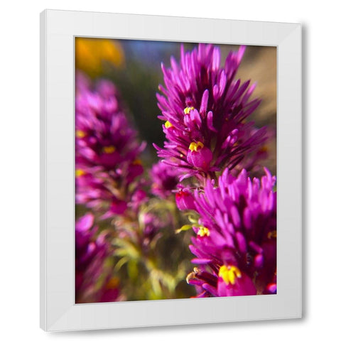 Owl Clover I White Modern Wood Framed Art Print by Popcorn