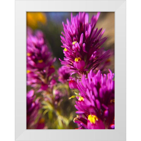 Owl Clover I White Modern Wood Framed Art Print by Popcorn
