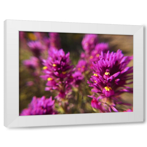 Owl Clover II White Modern Wood Framed Art Print by Popcorn