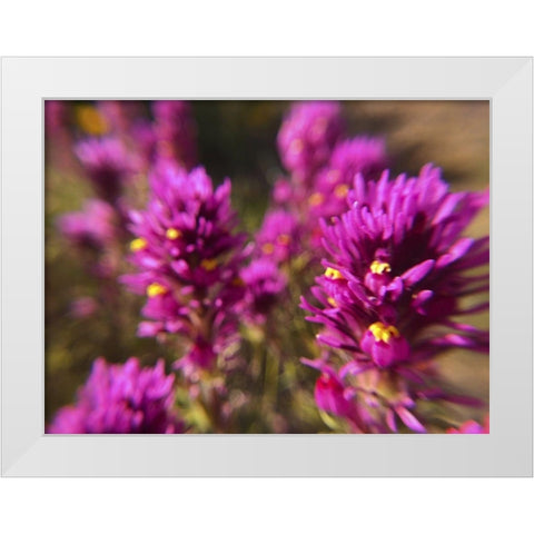 Owl Clover II White Modern Wood Framed Art Print by Popcorn