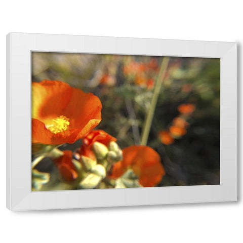 Wildflowers XIV White Modern Wood Framed Art Print by Popcorn