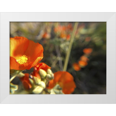 Wildflowers XIV White Modern Wood Framed Art Print by Popcorn