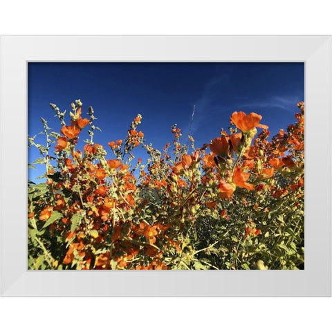 Wildflowers XV White Modern Wood Framed Art Print by Popcorn