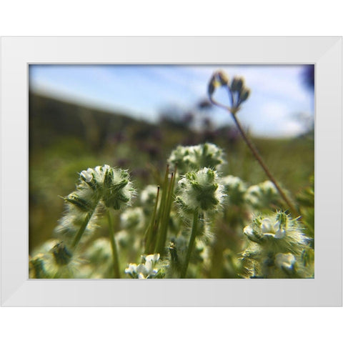 Wildflowers XVI White Modern Wood Framed Art Print by Popcorn