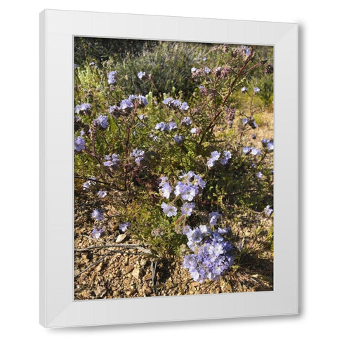 Wildflowers XVII White Modern Wood Framed Art Print by Popcorn