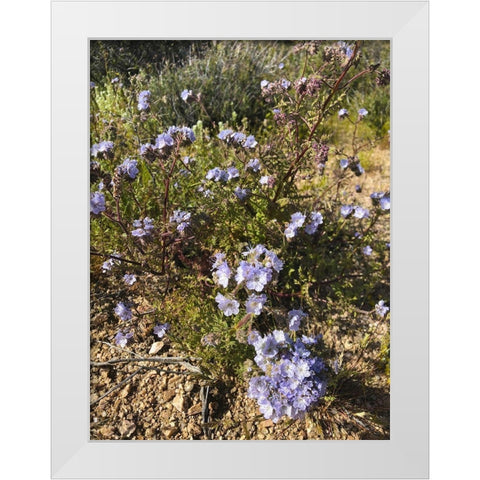 Wildflowers XVII White Modern Wood Framed Art Print by Popcorn