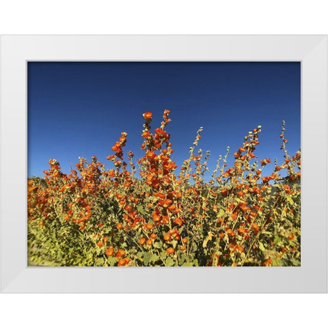 Wildflowers XXIII White Modern Wood Framed Art Print by Popcorn