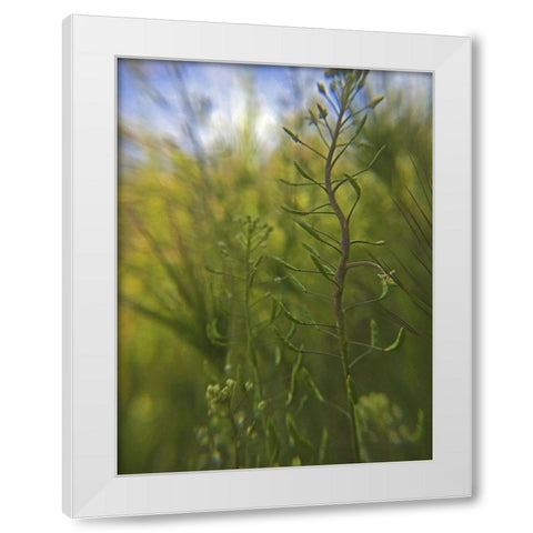 Wildflowers Macro I White Modern Wood Framed Art Print by Popcorn