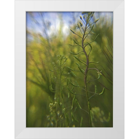 Wildflowers Macro I White Modern Wood Framed Art Print by Popcorn