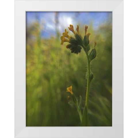 Wildflowers Macro II White Modern Wood Framed Art Print by Popcorn