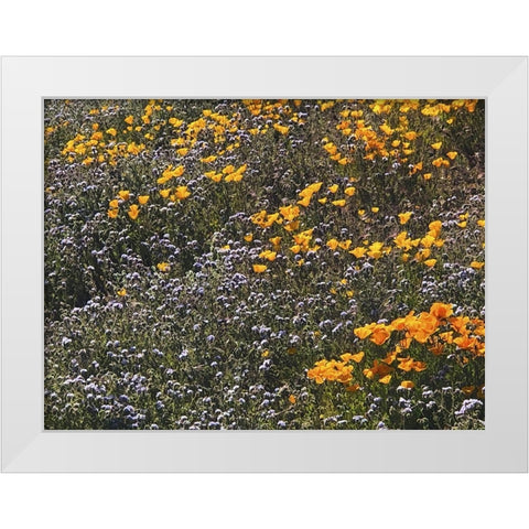 Wildflowers XXVII White Modern Wood Framed Art Print by Popcorn