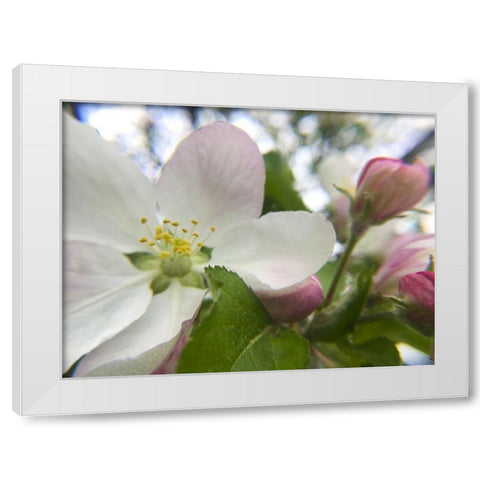 Apple Blossoms I White Modern Wood Framed Art Print by Popcorn