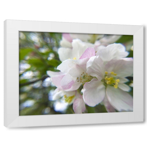 Apple Blossoms II White Modern Wood Framed Art Print by Popcorn