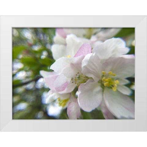 Apple Blossoms II White Modern Wood Framed Art Print by Popcorn