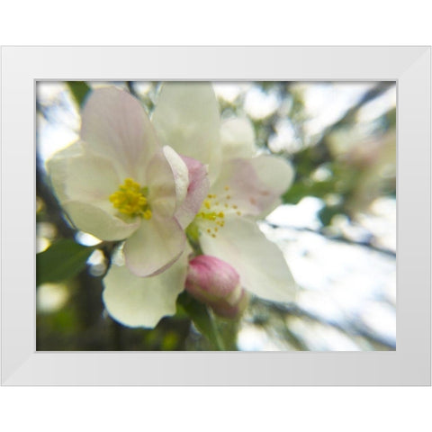 Apple Blossoms III White Modern Wood Framed Art Print by Popcorn