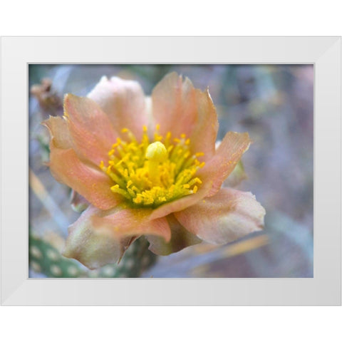 Cactus Flower II White Modern Wood Framed Art Print by Popcorn