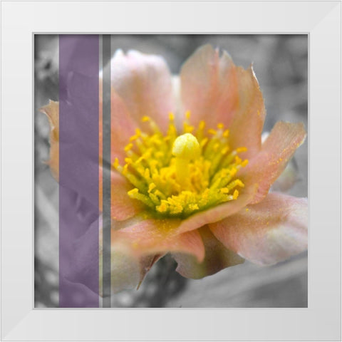 Cactus Flower BandW I A White Modern Wood Framed Art Print by Popcorn