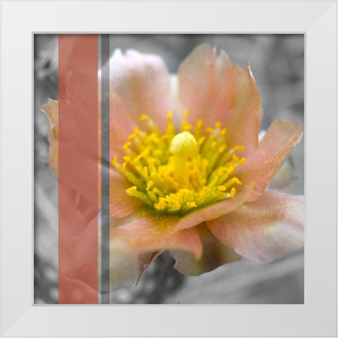 Cactus Flower BandW I B White Modern Wood Framed Art Print by Popcorn