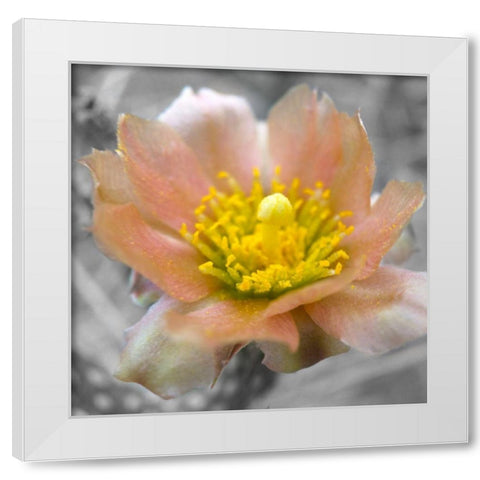Cactus Flower BandW I White Modern Wood Framed Art Print by Popcorn