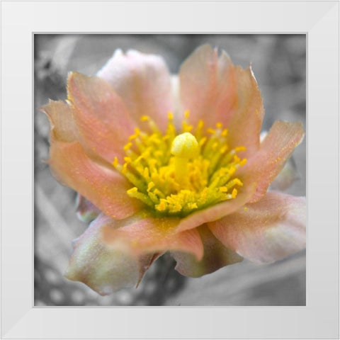 Cactus Flower BandW I White Modern Wood Framed Art Print by Popcorn