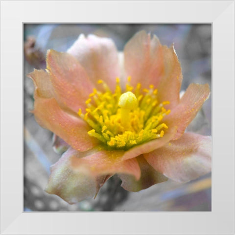 Cactus Flower BandW II White Modern Wood Framed Art Print by Popcorn