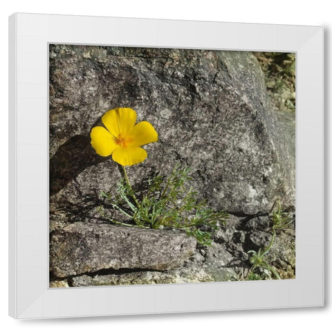 Poppy  White Modern Wood Framed Art Print by Popcorn