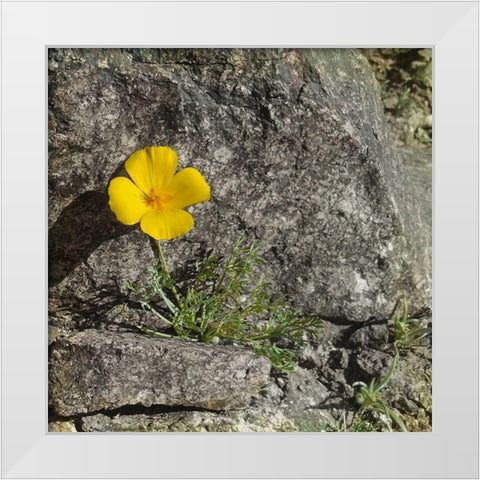 Poppy  White Modern Wood Framed Art Print by Popcorn