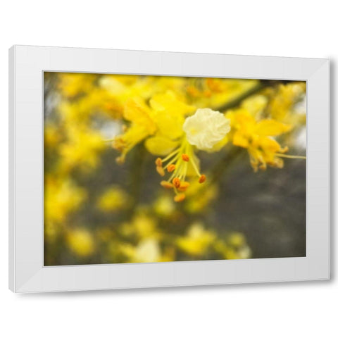 Tree In Bloom II White Modern Wood Framed Art Print by Popcorn