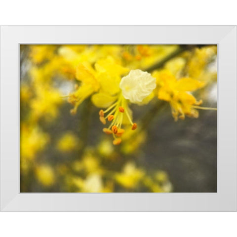 Tree In Bloom II White Modern Wood Framed Art Print by Popcorn
