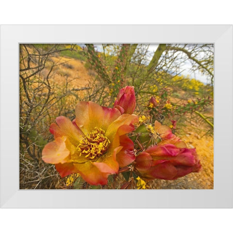Cholla Bloom IX White Modern Wood Framed Art Print by Popcorn