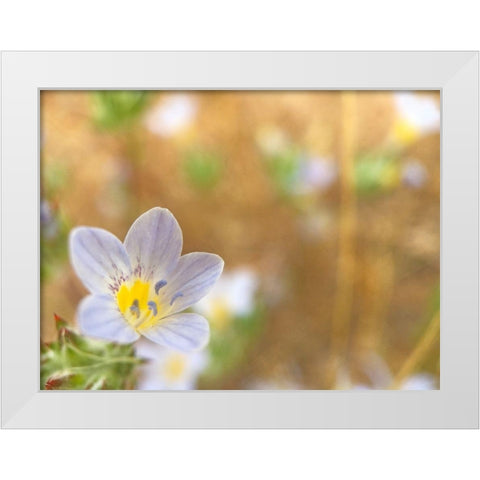 Purple Flower II White Modern Wood Framed Art Print by Popcorn
