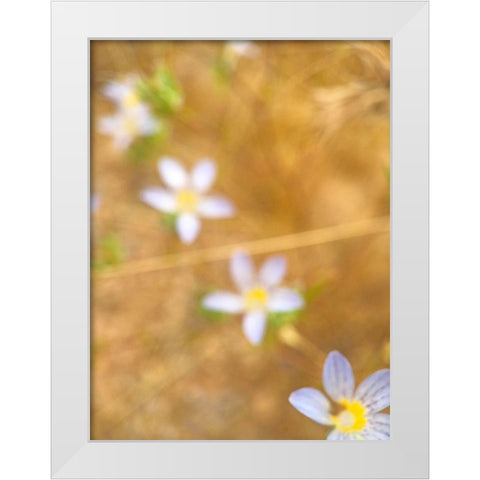 Purple Flower IV White Modern Wood Framed Art Print by Popcorn