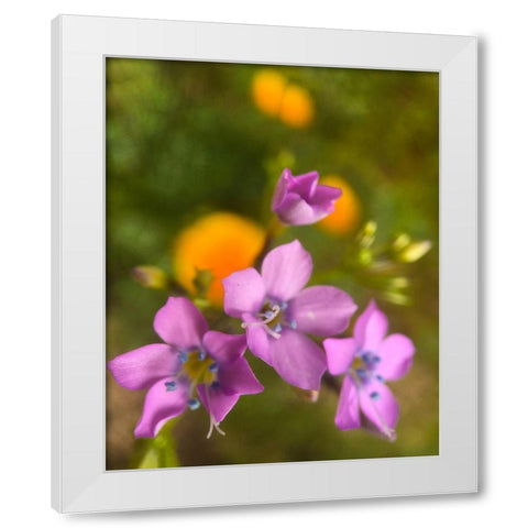 Purple Flower Blue Anthers I b White Modern Wood Framed Art Print by Popcorn