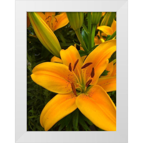 Yellow Lilly White Modern Wood Framed Art Print by Popcorn