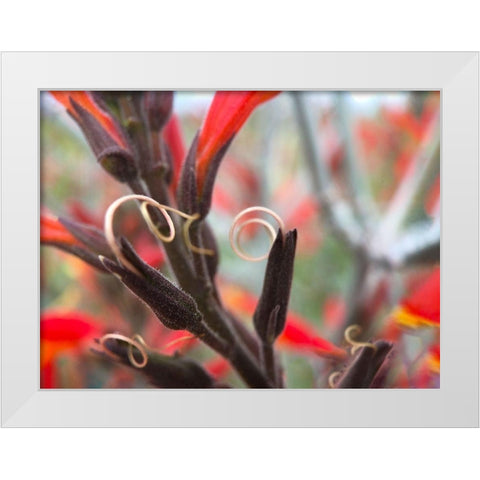 Chuparosa II White Modern Wood Framed Art Print by Popcorn