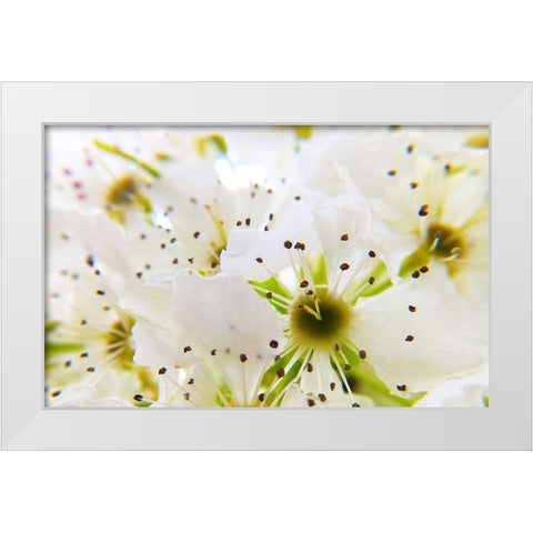 Hawthorn Bloom I White Modern Wood Framed Art Print by Popcorn