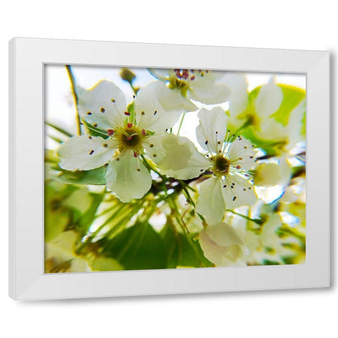 Hawthorn Bloom II White Modern Wood Framed Art Print by Popcorn
