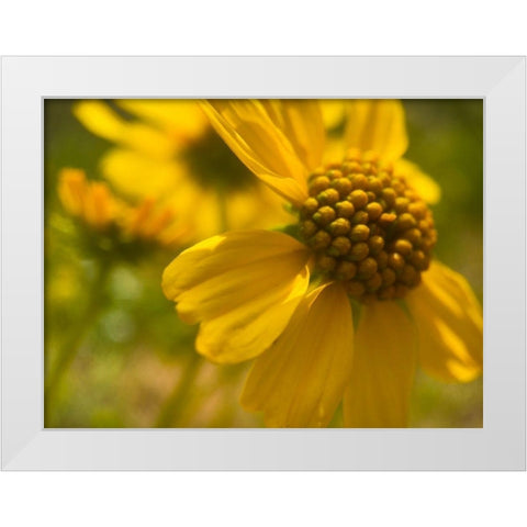 Wildflowers Nostalgia I White Modern Wood Framed Art Print by Popcorn