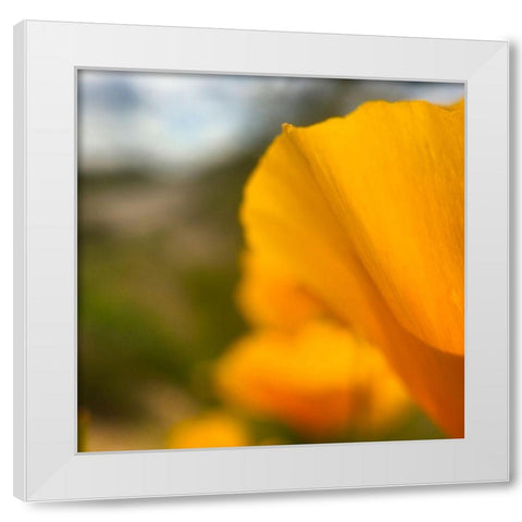 Poppy White Modern Wood Framed Art Print by Popcorn