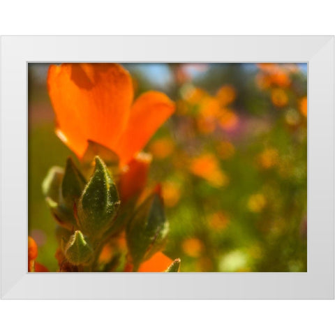 Wildflowers XLVI White Modern Wood Framed Art Print by Popcorn
