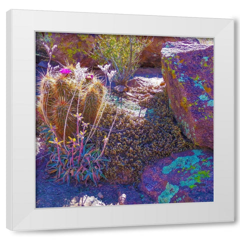 Rock Echeveria I-b W/ Hedgehog Cactus White Modern Wood Framed Art Print by Tenoever, William